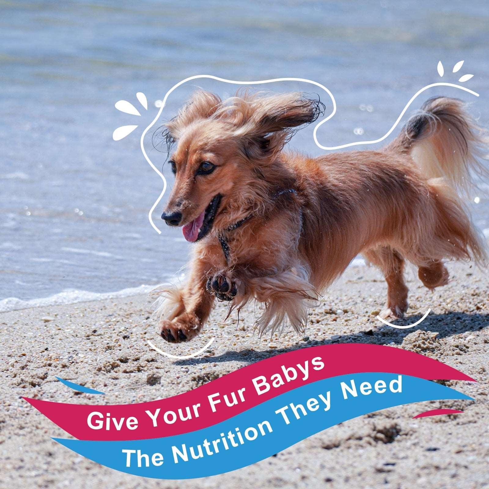 Vitamins Powder protects your dog's health