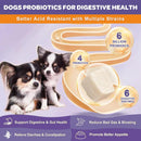 How Probiotics Improve Your Dog's Immune System