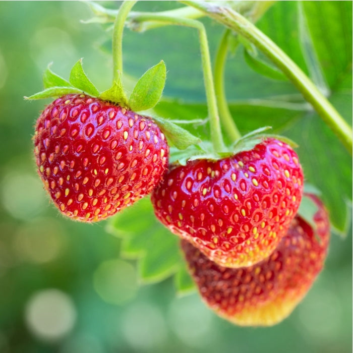 Strawberries