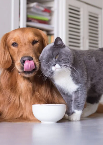 Pets' Wellness