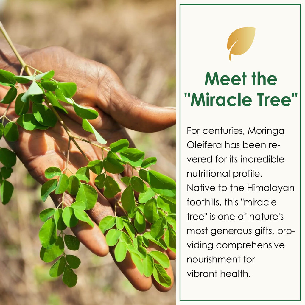 Moringa Capsules, from Pure Moringa Leaves, for Immune, Daily Wellness Supplement