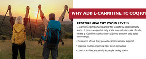 Why-Add-L-Carnitine-To-CoQ10